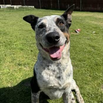 Rescue Australian Cattle Dog Blue Heeler Dogs for Adoption in Lucas, Texas - Frijol | PetCurious