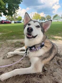 Raccoon -  Siberian Husky and Mixed Breed Dog for Adoption in New Bern, North Carolina - Raccoon | PetCurious