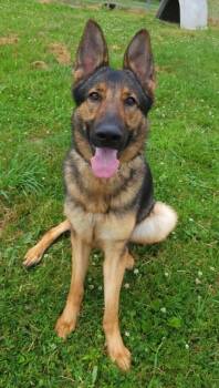 Ingrid -  German Shepherd Dog Dog for Adoption in Lisbon, Ohio - Ingrid | PetCurious