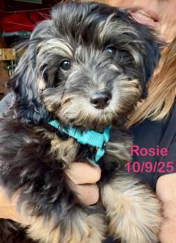 Rescue Poodle and Labrador Retriever Dogs for Adoption in Berlin, Maryland - Rosie | PetCurious