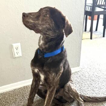 German Shorthaired Pointer and Catahoula Leopard Dog Dogs Available for Adoption - Tucker | PetCurious