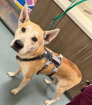 German Shepherd Dog Dogs Available for Adoption in Baytown, Texas - CASPIAN | PetCurious