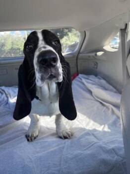 Chowder -  Basset Hound Dog for Adoption in Auburndale, Florida - Chowder | PetCurious