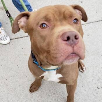 Milo -  Pit Bull Terrier Dog for Adoption in Buffalo, New York - Milo | PetCurious