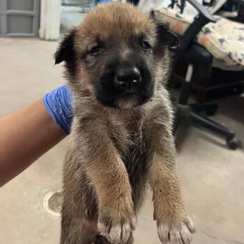 U4 -  Shepherd and Husky Dog for Adoption in Edinburg, Texas - U4 | PetCurious