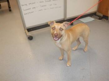 Pit Bull Terrier and Mixed Breed Dogs Available for Adoption in San Jose, California - PIPPA | PetCurious