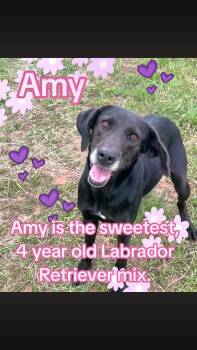 Black Labrador Retriever Dogs Available for Adoption - Amy | PetCurious