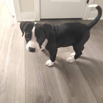 Pit Bull Terrier Dogs Available for Adoption - Bruce | PetCurious