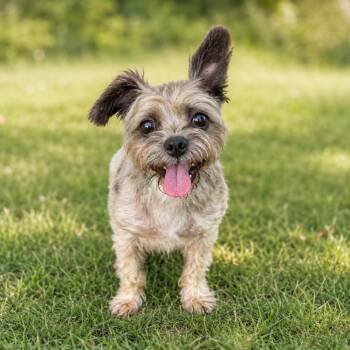 LENNY 26-06-116 -  Shih Tzu and Terrier Dog for Adoption in Bastrop, Texas - LENNY 26-06-116 | PetCurious