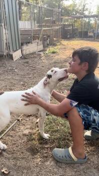 Road Rash -  Border Collie Dog for Adoption in Queen City, Texas - Road Rash | PetCurious