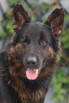 Ruby von Trimmer -  German Shepherd Dog Dog for Adoption in Los Angeles, California - Ruby Von Trimmer | PetCurious
