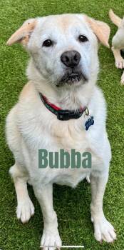 Rescue Labrador Retriever Dogs for Adoption in Sandy Springs, Georgia - Bubba | PetCurious