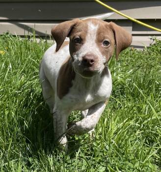 Australian Cattle Dog Blue Heeler Dogs Available for Adoption - Etta | PetCurious