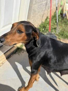 Rescue Coonhound Dogs for Adoption in Munfordville, Kentucky - Dixie | PetCurious