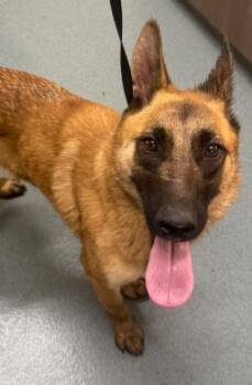 JELLYBEAN -  German Shepherd Dog and Belgian Shepherd Malinois Dog for Adoption in Baytown, Texas - JELLYBEAN | PetCurious