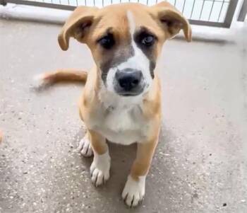 Boxer and Mixed Breed Dogs Available for Adoption in Houston, Texas - MICHELLE | PetCurious