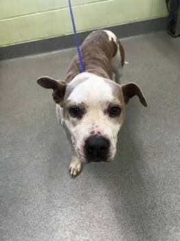 Rescue Pit Bull Terrier and Mixed Breed Dogs for Adoption in Longview, Texas - Jelly Bean | PetCurious