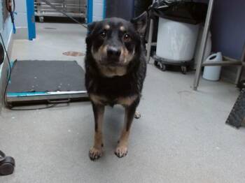 Australian Kelpie Dogs Available for Adoption in Albuquerque, New Mexico - ECHO | PetCurious