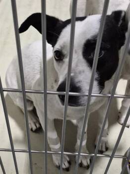 Pit Bull Terrier Dogs Available for Adoption in Thousand Oaks, California - Oreo - URGENT AND AT RISK | PetCurious