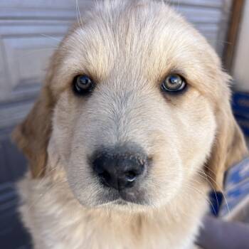 Rescue Mixed Breed Dogs for Adoption in Moab, Utah - Slide | PetCurious