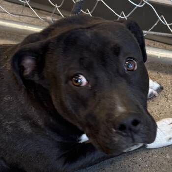 Mixed Breed Dogs Available for Adoption - Koa | PetCurious