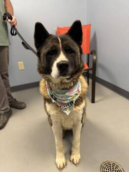 Akita Dogs Available for Adoption - Barbie  | PetCurious