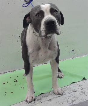 MOOSE -  Staffordshire Bull Terrier and Mixed Breed Dog for Adoption in Houston, Texas - MOOSE | PetCurious