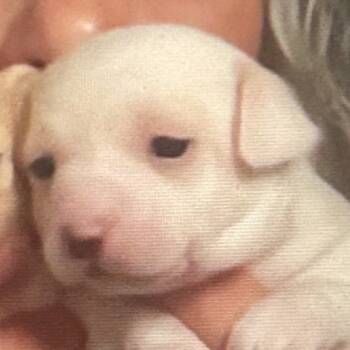 Rescue Chihuahua and Mixed Breed Dogs for Adoption in Rockville, Maryland - Empanada | PetCurious