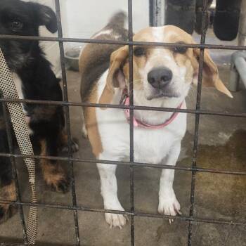 Pumpkin -  Beagle Dog for Adoption in Evensville, Tennessee - Pumpkin | PetCurious
