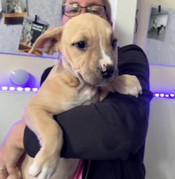 Ulna -  American Staffordshire Terrier and Boxer Dog for Adoption in Gilberts, Illinois - Ulna | PetCurious