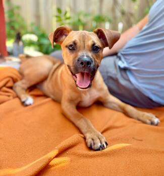 Toad -  Boxer and Mixed Breed Dog for Adoption in Ellijay, Georgia - Toad | PetCurious