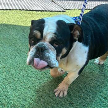 Rescue English Bulldog Dogs for Adoption in Saint George, Vermont - Edna | PetCurious