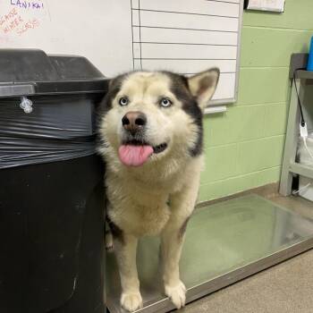 Husky Dogs Available for Adoption in Franklin, Tennessee - Itachi | PetCurious