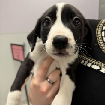 Buzz Lightyear -  Mixed Breed Dog for Adoption in Cooperstown, New York - Buzz Lightyear | PetCurious