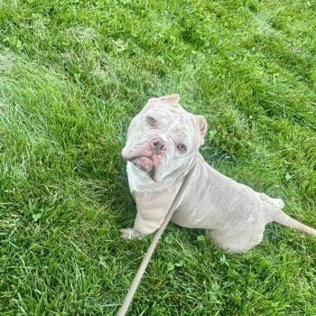Assata -  American Bully Dog for Adoption in Huber Heights, Ohio - Assata | PetCurious