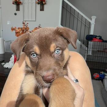 Sonny -  Australian Shepherd and Mixed Breed Dog for Adoption in Shorewood, Illinois - Sonny | PetCurious