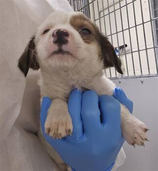Border Collie and Mixed Breed Dogs Available for Adoption in Conroe, Texas - A427775 | PetCurious