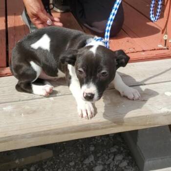 Border Collie Dogs Available for Adoption - HEATH | PetCurious