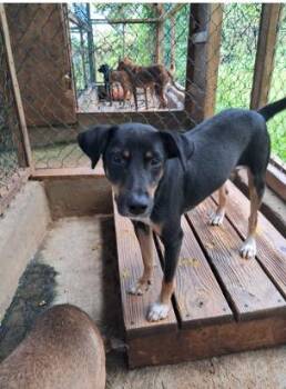 Retriever Dogs Available for Adoption in North Reading, Massachusetts - Hopelet Baby #5 | PetCurious
