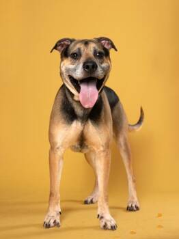 Stanley Poochie -  German Shepherd Dog and Mixed Breed Dog for Adoption in Atlanta, Georgia - Stanley Poochie | PetCurious