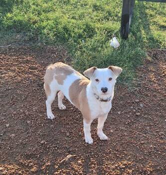 Maypearl MV14370-T -  Jack Russell Terrier and Rat Terrier Dog for Adoption in Missouri City, Texas - Maypearl MV14370-T | PetCurious