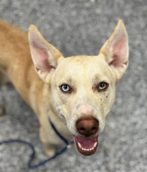 Siberian Husky Dogs Available for Adoption in Carthage, Missouri - Bubbles | PetCurious