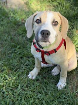 Denny -  Mixed Breed and Hound Dog for Adoption in Oceanport, New Jersey - Denny | PetCurious
