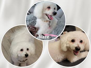 Rescue Bichon Frise Dogs for Adoption in Tulsa, Oklahoma - Blaze - PA | PetCurious
