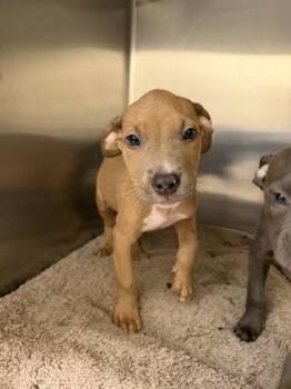 Fats -  Pit Bull Terrier and Mixed Breed Dog for Adoption in Westland, Michigan - Fats | PetCurious