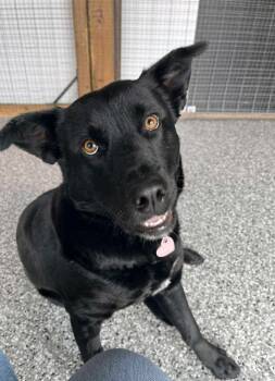 Rescue Black Labrador Retriever and Mixed Breed Dogs for Adoption in Winnipeg, Manitoba - Muffin | PetCurious