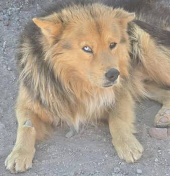 German Shepherd Dog and Australian Shepherd Dogs Available for Adoption - Kodiak | PetCurious