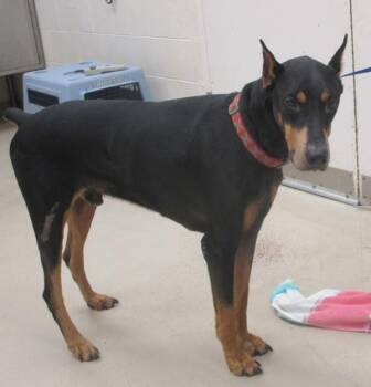 Judge(19) -  Doberman Pinscher Dog for Adoption in Marietta, Georgia - Judge(19) | PetCurious