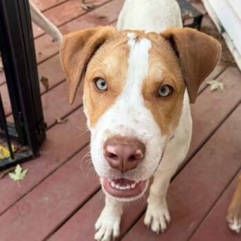 Cal -  Mixed Breed Dog for Adoption in East Peoria, Illinois - Cal | PetCurious