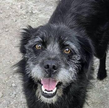 Gidget (20260904-01) -  Terrier Dog for Adoption in Niagara Falls, Ontario - Gidget (20260904-01) | PetCurious
